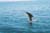 Fishing Safaris in Guatemala