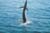 Fishing Safaris in Guatemala